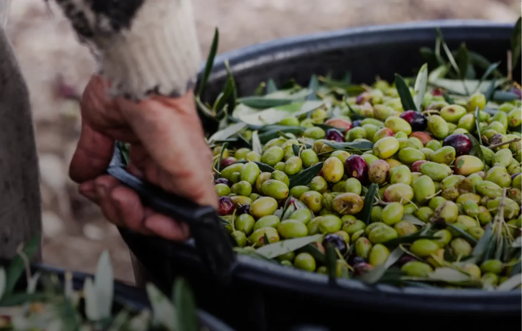 Olive appena raccolte